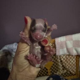 Extreme white - Parti male Yorkshire Terrier puppy in Ohio from Britt n Cindys Yorkshire Terriers