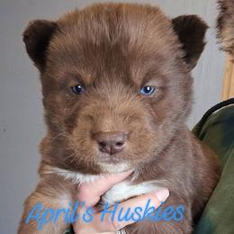 Dark blue boy - Red and white male Siberian Husky puppy in Terre Haute, Indiana from April's Huskies