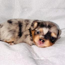 Pippa - Blue merle female Pomeranian puppy in Fayetteville, North Carolina from Tar-heel Poms