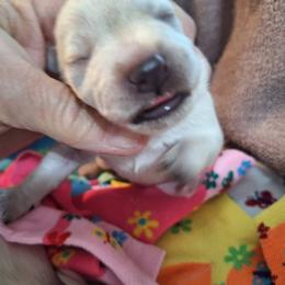 Female 1 - White female Schnoodle puppy in New Cambria, Kansas from Shrivers' Sweethearts