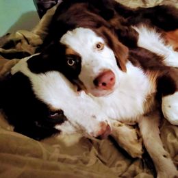 Katie - Australian Shepherd