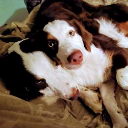 Katie - Australian Shepherd