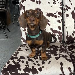 Dachshunds from K8’s Dachshunds