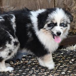 Rico - Blue merle male Miniature Australian Shepherd puppy in Patterson, North Carolina from DreamLine Aussies