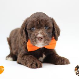 Mr Orange - Liver and white male Springerdoodle puppy in Kendall, New York from Family Raised Doodles
