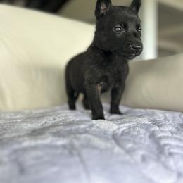 Dutch Shepherd Puppies from TecK9s