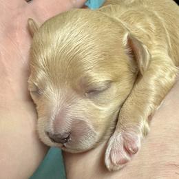 Simon - Apricot male Maltipoo puppy in Mabelvale, Arkansas from Durham's Designer Poos