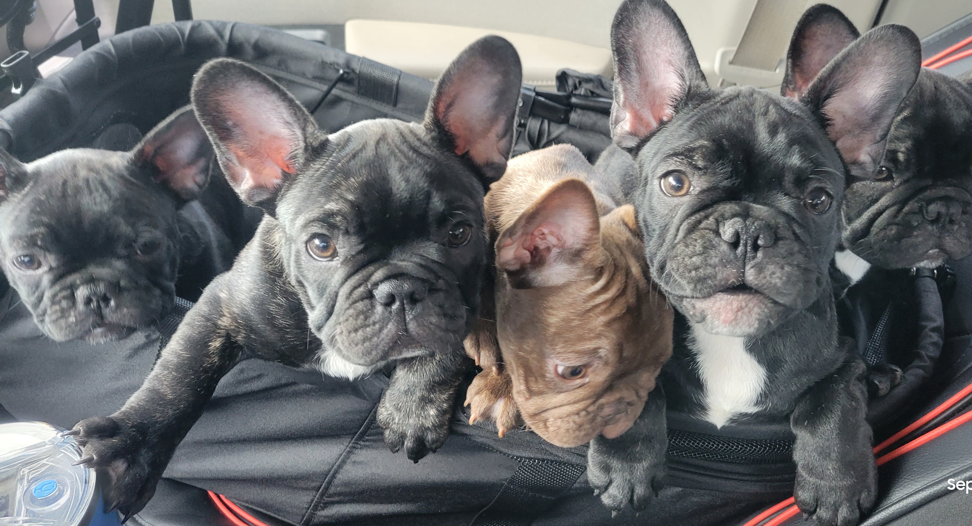 French Bulldog puppies from Southern Classic French Bulldog of Florida