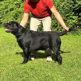Floki - Labrador Retriever