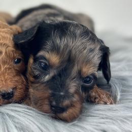 Girl 6 - Merle female Goldendoodle puppy in Milford, Indiana from Railway Acres Kennel