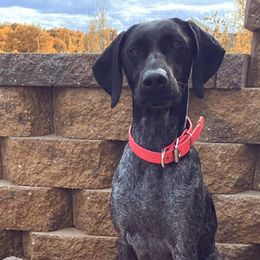 German Shorthaired Pointers from Johannes Family Pointers