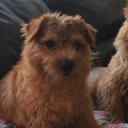 Norfolk Terriers from Judy Seltrecht's Norfolk Terriers