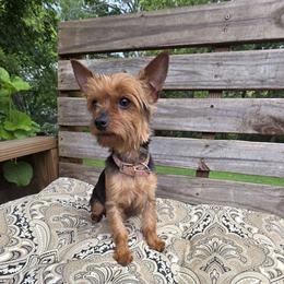 Kiki - Yorkshire Terrier