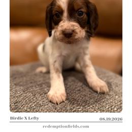 Ash - Liver white and tan female English Springer Spaniel puppy in Arcadia, Florida from Redemption Fields Springer Spaniels