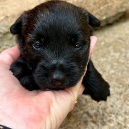Poppy - Brindle female Scottish Terrier puppy in Chattanooga, Oklahoma from Lottie Dottie Scottie’s and Papillons