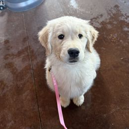 Golden Retriever Puppies from Amore Doro’ N Marshell Golden’s