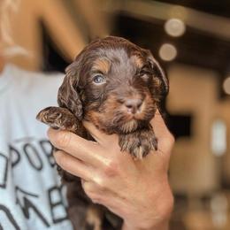 Koala - Phantom male Bernedoodle puppy in Jackson, Missouri from Pincksten Family Doodles
