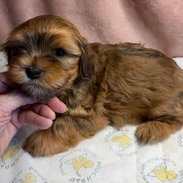 Chile - Red male Havanese puppy in Maryville, Missouri from Dreamworks Havanese