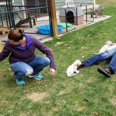 Pointer and Weimaraner Puppies from Silvershot Weimaraners and Pointers
