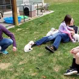 Pointer and Weimaraner Puppies from Silvershot Weimaraners and Pointers