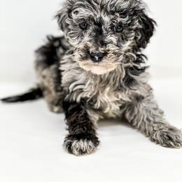 Shorty (pending) - Merle male Labradoodle puppy in Davison, Michigan from Dreaming Doodles