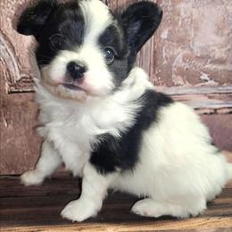 Percy - Black and white male Companion Cross puppy in Davenport, Washington from Lovely Ladies and Little Asses Miniature Equines (L3A Pomeranians & Papillons)
