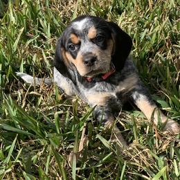 Rosie - Black tan and bluetick female Beagle puppy in Brooksville, Florida from Southern Skye Farm