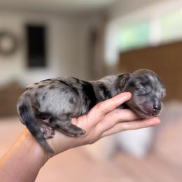 Black and cream dapple boy - Dapple male Dachshund puppy in Beaver, Pennsylvania from Meaden’s Mini Dachshunds