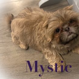 Shih Tzu Puppies from LaDawn’s Little Lions