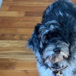 Diesel - Goldendoodle