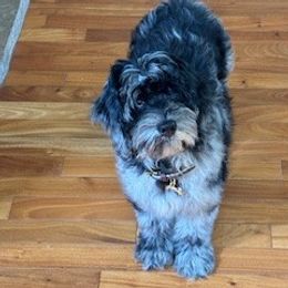 Diesel - Goldendoodle