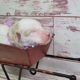 TaterTot - Parti female Goldendoodle puppy in Grabill, Indiana from Rose's Doodles