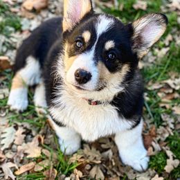 Pembroke Welsh Corgis from Paisley’s Pembroke Corgis
