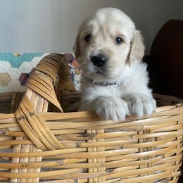 Golden Retriever Puppies from Robinson Goldens
