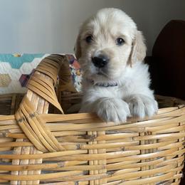 Golden Retriever Puppies from Robinson Goldens