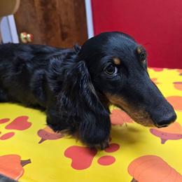 Bentley 2,200 - Black and tan male Dachshund puppy in Tonopah, Arizona from Desert Diamond Dachshunds