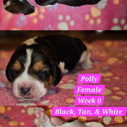Polly-Pink-Female - Black tan and white female Beagle puppy in Bemidji, Minnesota from Nse Farms Beagles