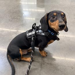Obi - Dachshund