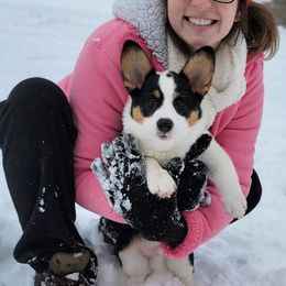 Pembroke Welsh Corgi Puppies from Robin’s Welsh Pembroke Corgis
