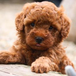 Penelope - Poodle puppy from Perfect Match Poodles