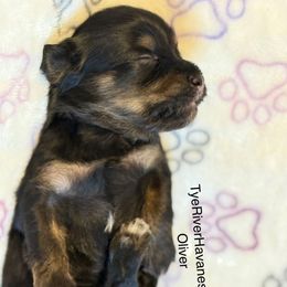 Oliver - Black and tan male Havanese puppy in Lovingston, Virginia from Tye River Havanese