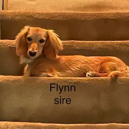Flynn - Dachshund