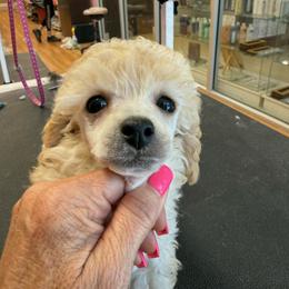 Poodle Puppies from Mishel St James