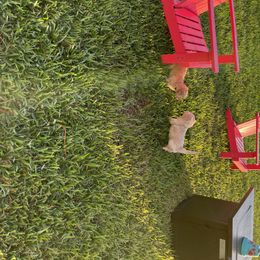 Goldendoodle Puppies from Salty River Doodles