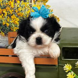 Sally - Black and white female Shih Tzu puppy in Claremont, California from Lovable Shih Tzus