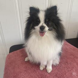Dream - Pomeranian