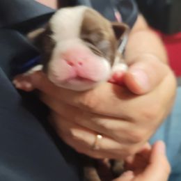 Boy 1 - Red male Boston Terrier puppy in Galveston, Indiana from Amanda's Terriers