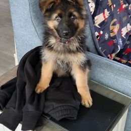 German Shepherd Puppies from Ewig Krieger Kennels