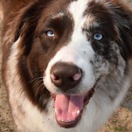 Australian Shepherds from Swamp Puppy Canine Kennel