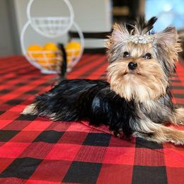 Yorkshire Terriers from Babydoll Yorkies of Texas